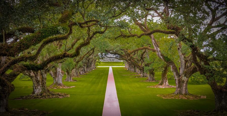 New Orleans: Bayou Swamp Tour and Oak Alley Plantation Tour - The 10:30 to 11:00 pickup window