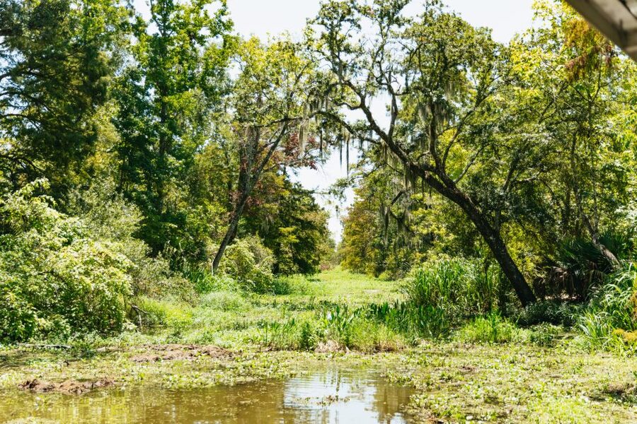 New Orleans: Bayou Tour in Jean Lafitte National Park - Leaving New Orleans for the Barataria Preserve