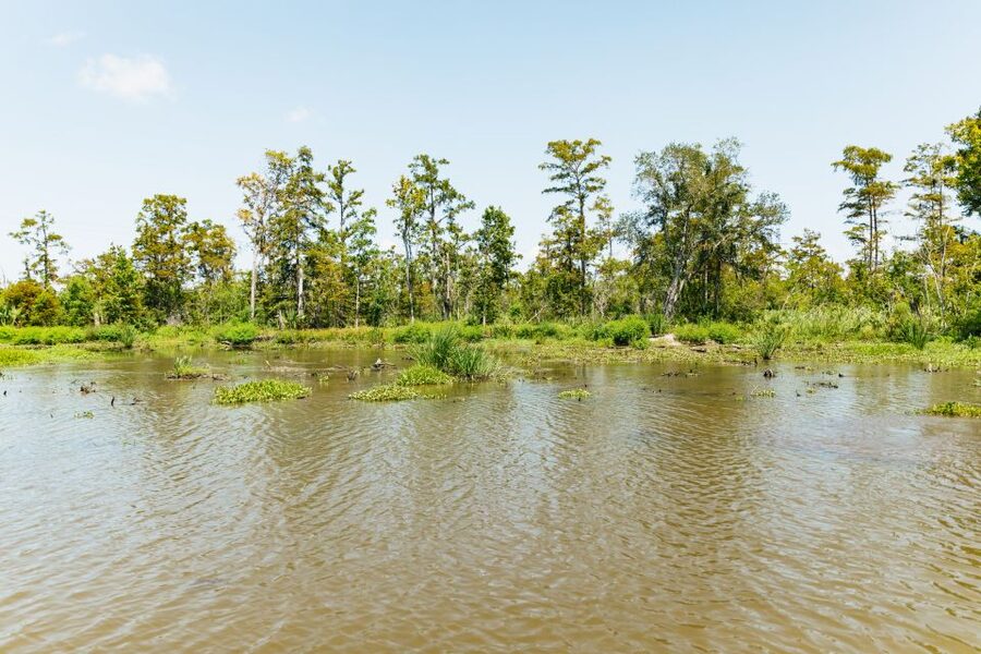 New Orleans: Bayou Tour in Jean Lafitte National Park - Stories, legends, and the human side of the swamp