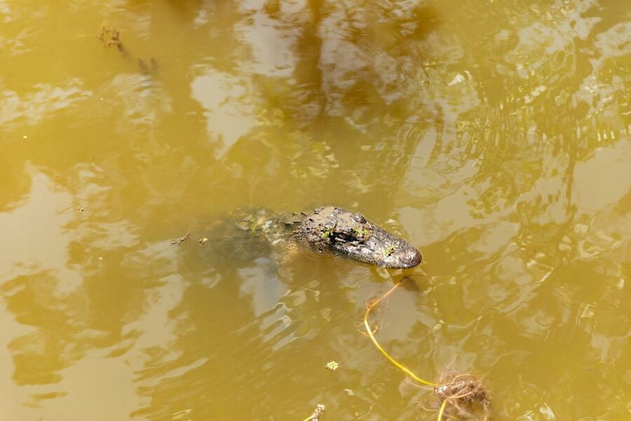 New Orleans: Bayou Tour in Jean Lafitte National Park - The Cajun lunch option after the cruise