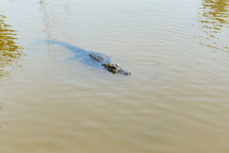 New Orleans: Bayou Tour in Jean Lafitte National Park - Is $32 a fair price?