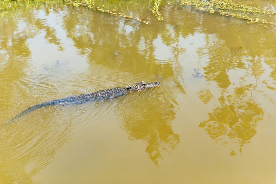 New Orleans: Bayou Tour in Jean Lafitte National Park - Who should book this boat tour?