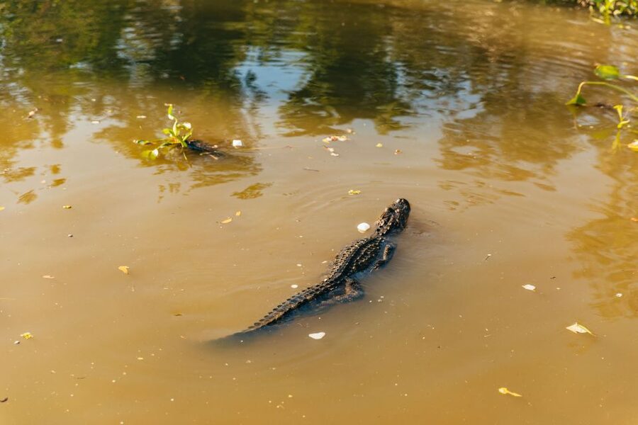 New Orleans: Guided Swamp Cruise by Tour Boat - From the French Quarter to the Barataria Swamps