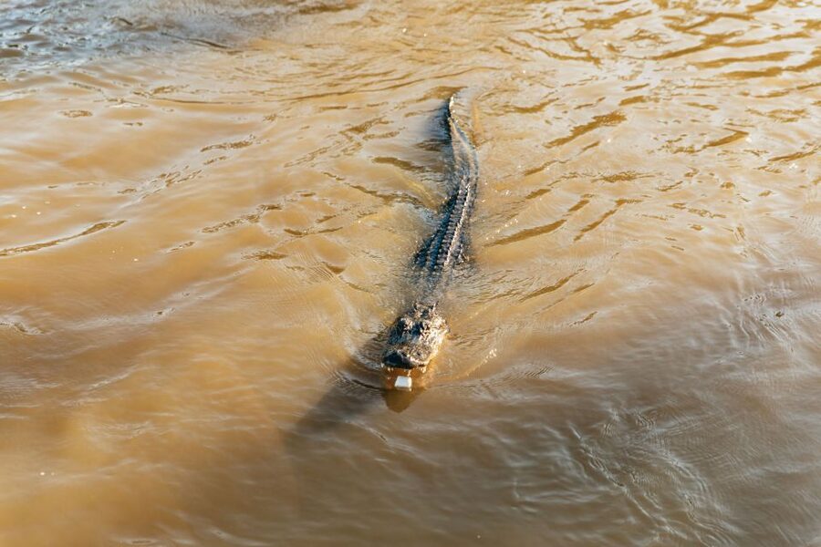 New Orleans: Guided Swamp Cruise by Tour Boat - Alligators, raccoons, birds, and the luck factor