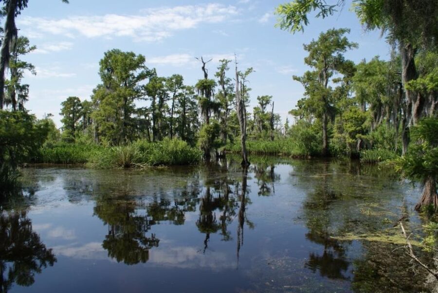 New Orleans: High Speed 16 Passenger Airboat Ride - Key things to know before you go