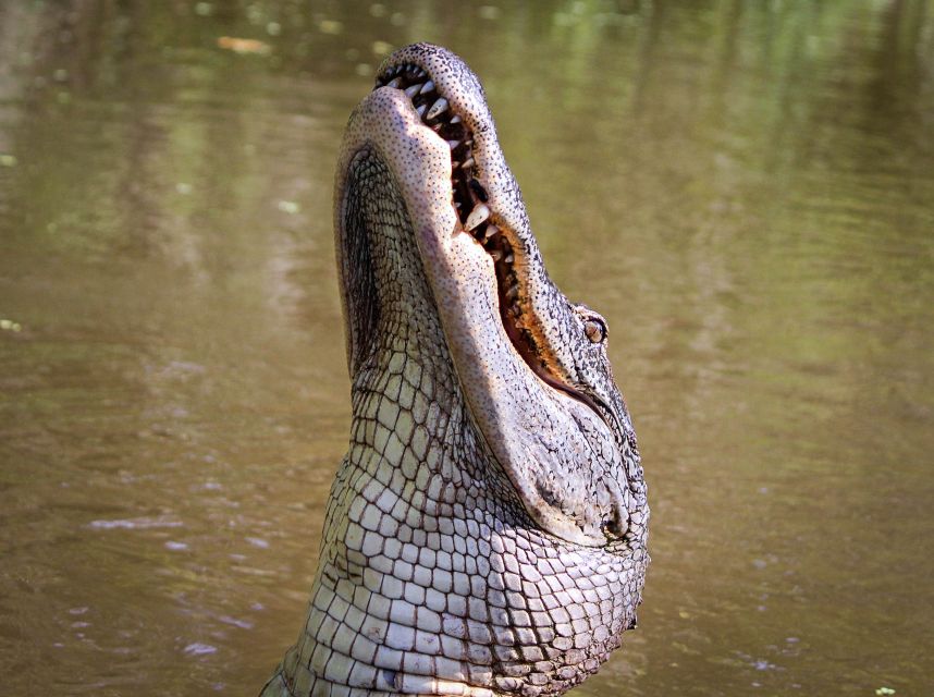 New Orleans: High Speed 16 Passenger Airboat Ride - Why the captain matters so much