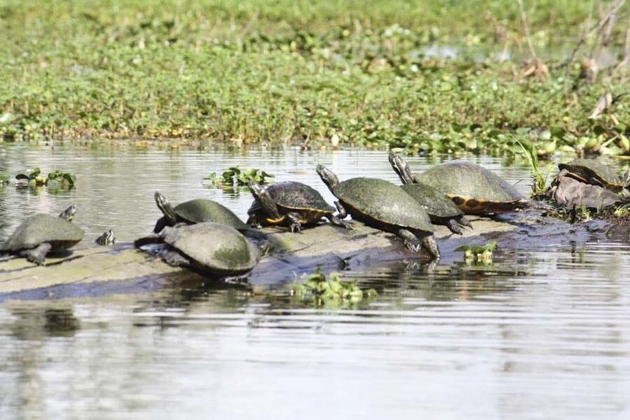 New Orleans: High Speed 16 Passenger Airboat Ride - Should you book the airboat ride?