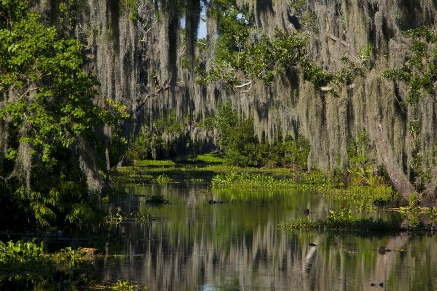 New Orleans: High Speed 16 Passenger Airboat Ride - Jean Lafitte National Historical Park and Preserve