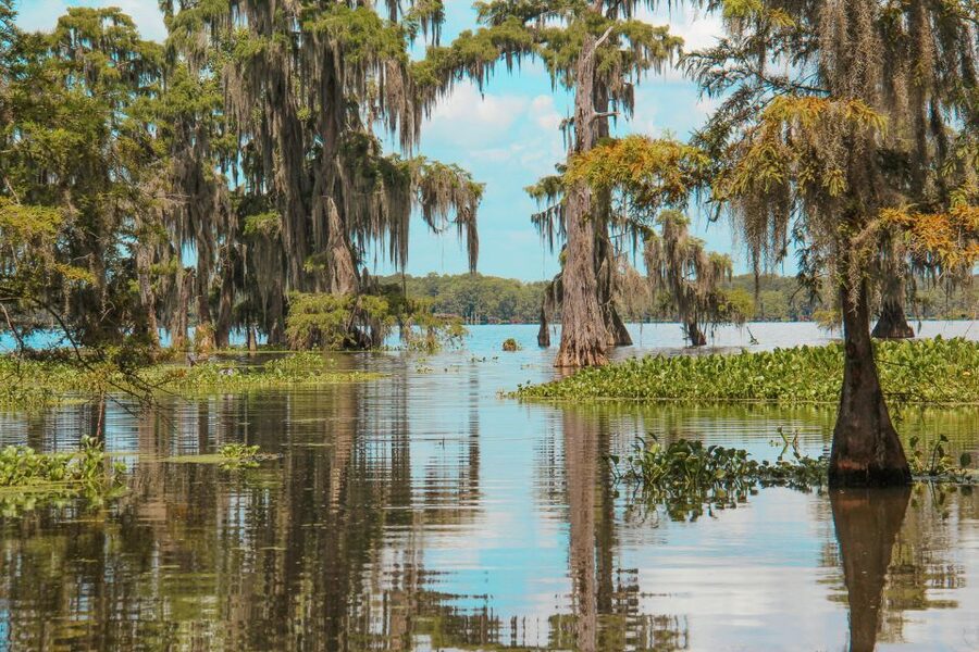 New Orleans: High Speed 9 Passenger Airboat Tour - Is $89 a fair price?