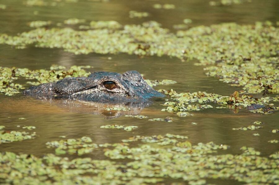 New Orleans: High Speed 9 Passenger Airboat Tour - What to bring and how to prepare