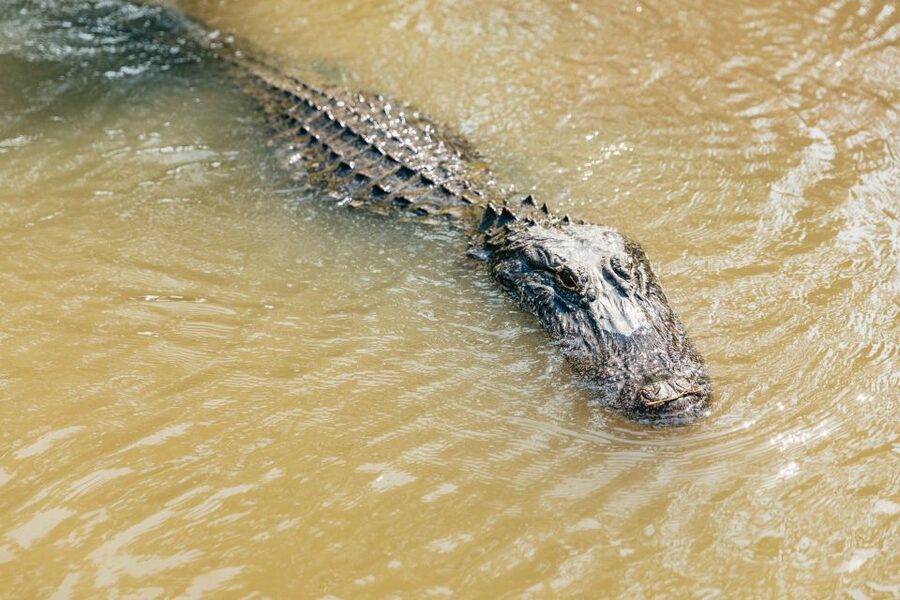 New Orleans: High Speed 9 Passenger Airboat Tour - Jean Lafitte wetlands by airboat