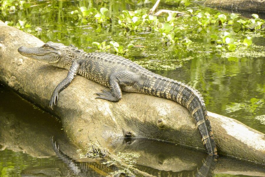New Orleans Manchac Bayou Swamp Cruise W/ Optional Pick-Up - The 90-minute ride through the cypress swamp
