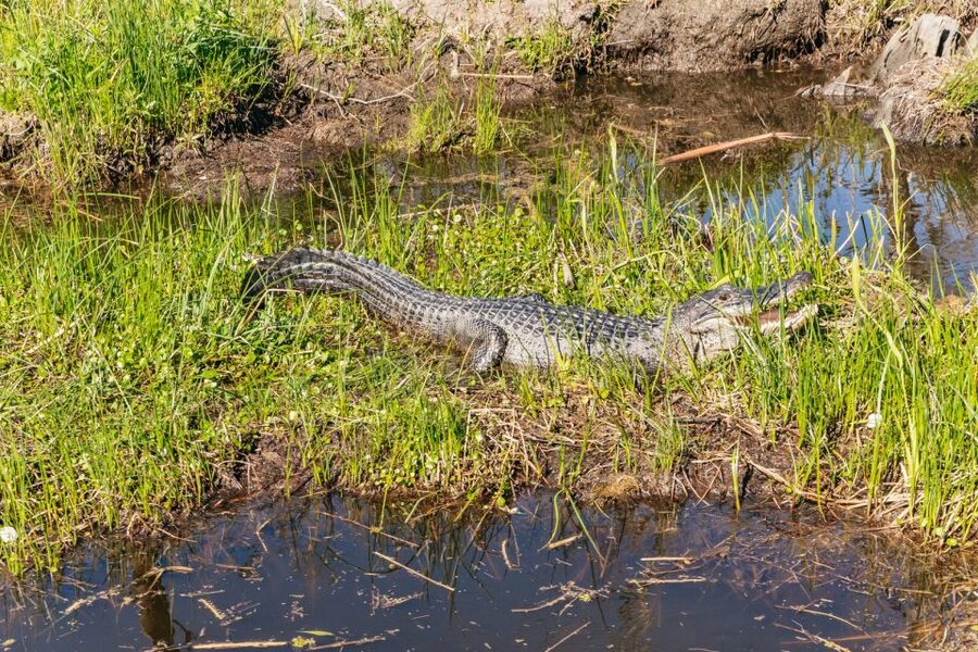 New Orleans: Oak Alley Plantation & Airboat Swamp Combo Tour - What you can see beyond the big house