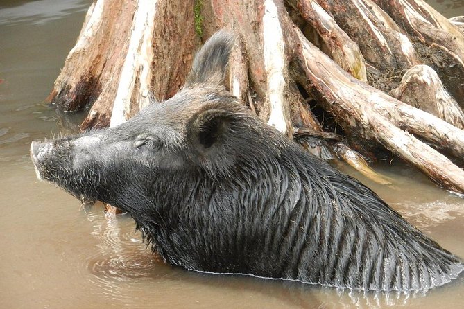 New Orleans Self-Transport Swamp and Bayou Boat Tour - More than alligators: birds, mammals, and reptiles
