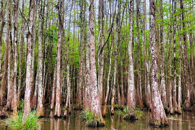 New Orleans Self-Transport Swamp and Bayou Boat Tour - Cajun culture and the boat-only village