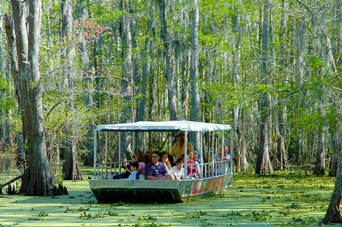 New Orleans Self-Transport Swamp and Bayou Boat Tour - Watching alligators in the narrow swamp channels
