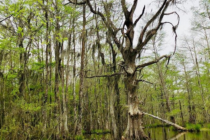 New Orleans Swamp and Bayou Boat Tour with Transportation - Wildlife viewing in a living wetland