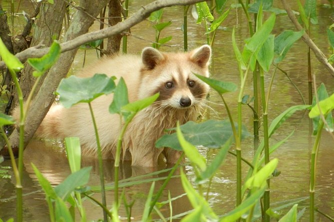 New Orleans Swamp and Bayou Boat Tour with Transportation - Why wetland protection matters here