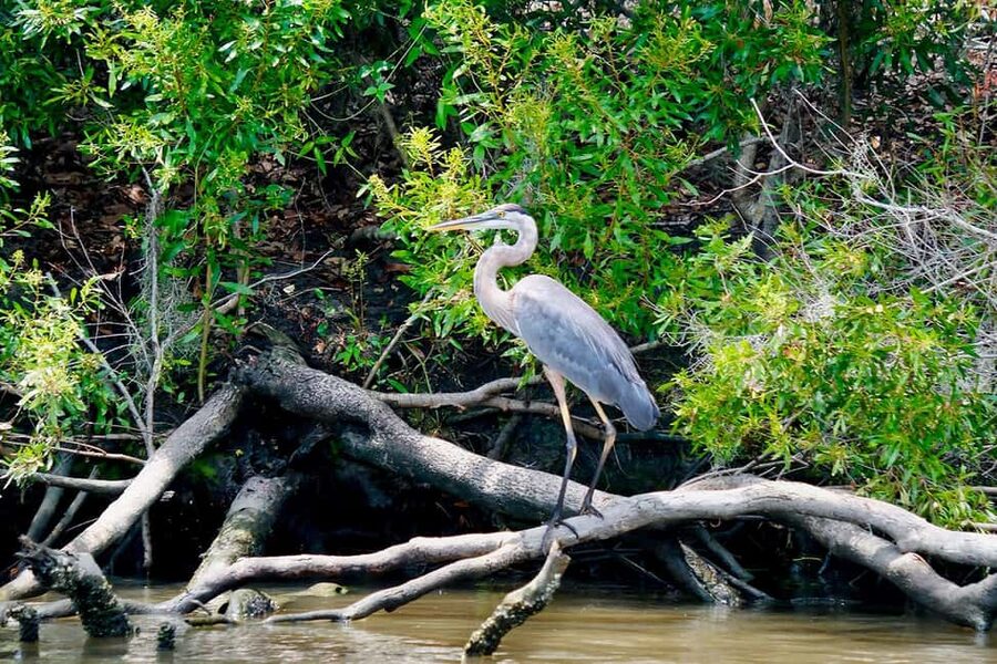 New Orleans: Swamp Boat Ride & Oak Alley Plantation Tour - The Manchac Swamp ride shifts the mood