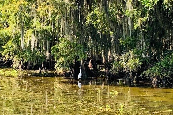 New Orleans Swamp Tour Boat Adventure - Who will enjoy this boat ride most?