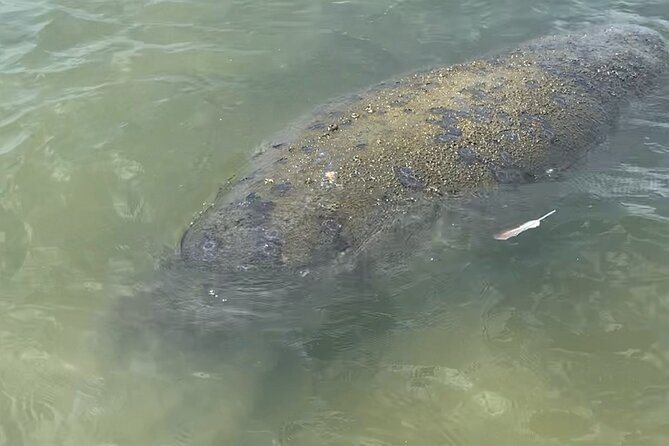 New Smyrna Dolphin and Manatee Kayak and SUP Adventure Tour - What the guides add to the outing