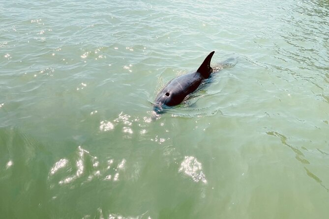 New Smyrna Dolphin and Manatee Kayak and SUP Adventure Tour - Kayak or SUP: choosing the better fit