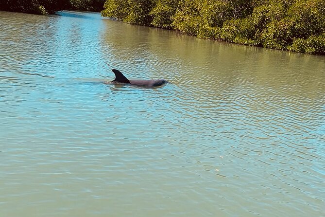 New Smyrna Dolphin and Manatee Kayak and SUP Adventure Tour - Who will enjoy this most