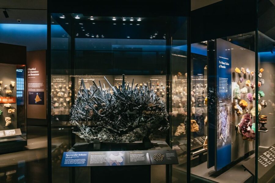 New York City: American Museum of Natural History Ticket - Who will enjoy this most