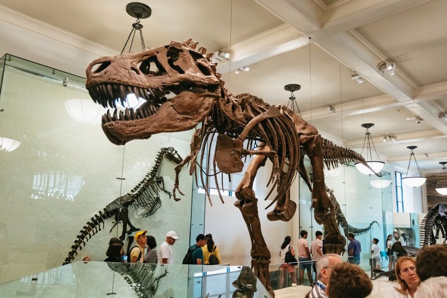 New York City: American Museum of Natural History Ticket - The Rose Center and the mysteries of space