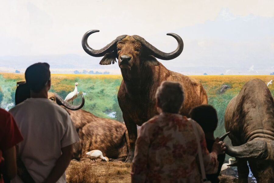 New York City: American Museum of Natural History Ticket - Special exhibitions worth considering