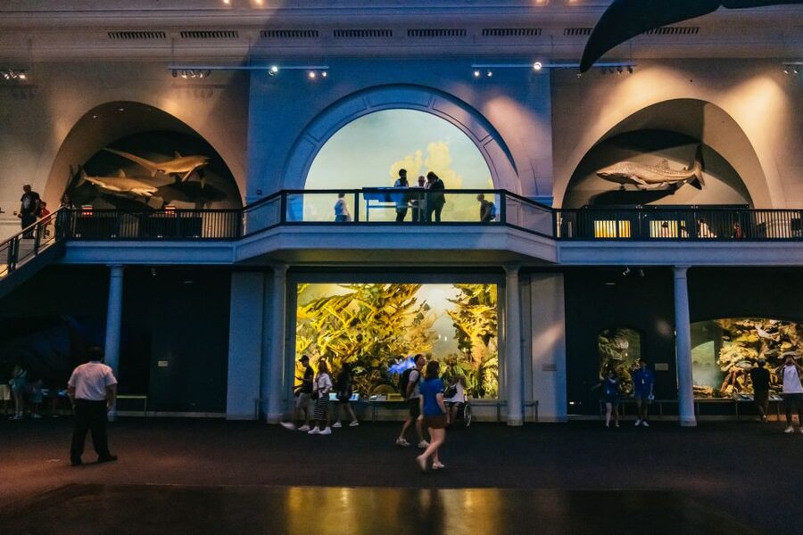 New York City: American Museum of Natural History Ticket - How the $37 ticket measures up