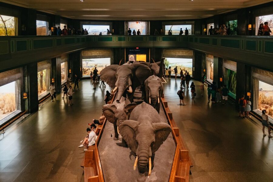 New York City: American Museum of Natural History Ticket - The dinosaur halls and Night at the Museum connections