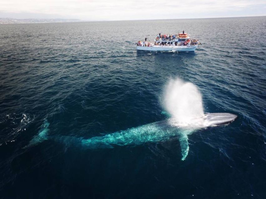 Newport Beach: Whale and Dolphin-Watching Cruise - Key points to know before you book