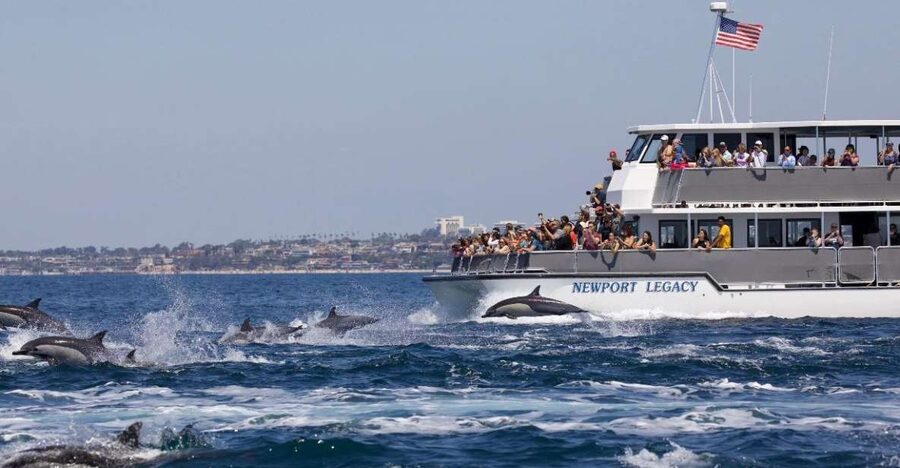 Newport Beach: Whale and Dolphin-Watching Cruise - Why Newport Beach is a smart place for whale watching