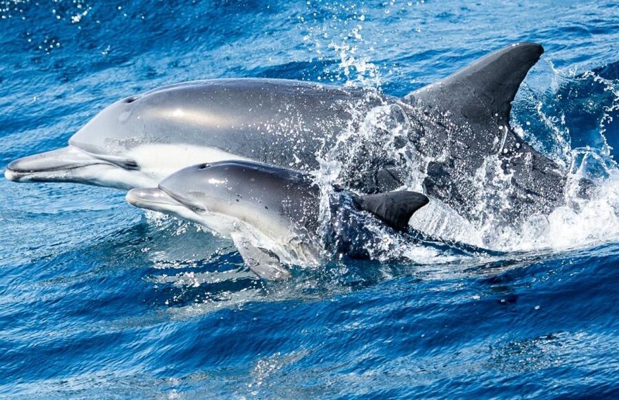 Newport Beach: Whale and Dolphin-Watching Cruise - Two hours focused on dolphins, whales, and sea lions