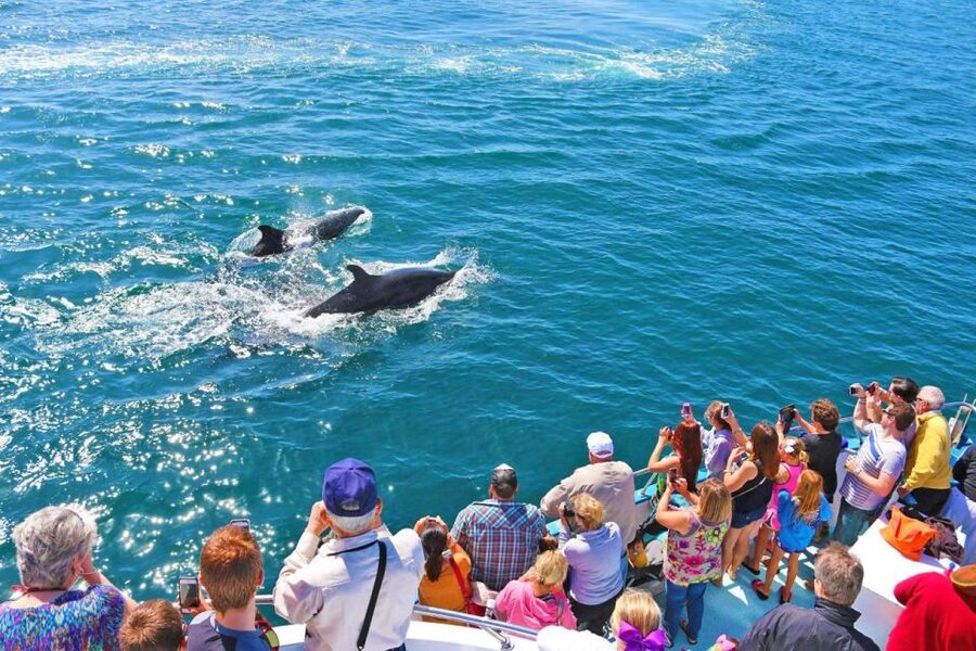 Newport Beach: Whale and Dolphin-Watching Cruise - The crew can make a quiet day worthwhile