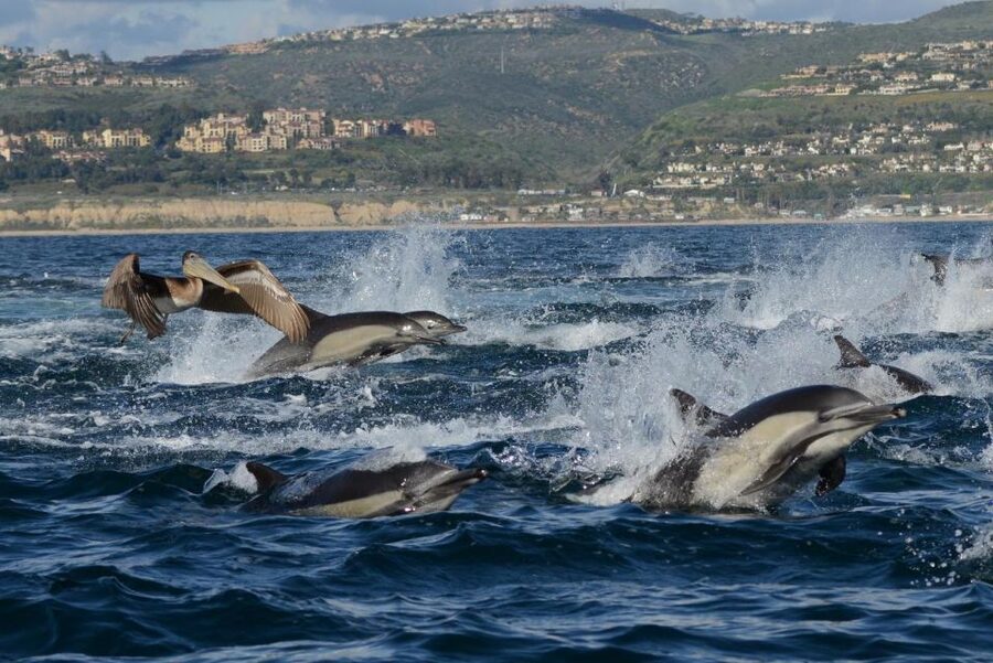 Newport Beach: Whale and Dolphin-Watching Cruise - Calm water, cold air, and the question of seasickness