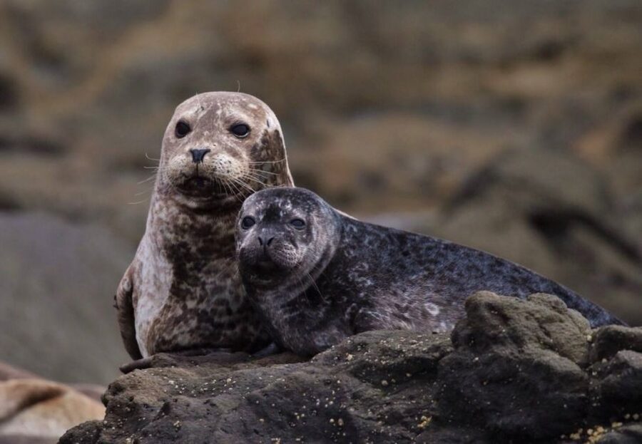Newport Beach: Whale and Dolphin-Watching Cruise - Is $30 a fair price?