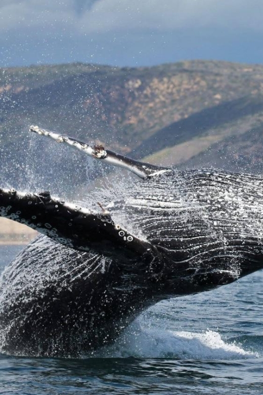 Newport Beach: Whale and Dolphin-Watching Cruise - What happens from Palm Street to the open water