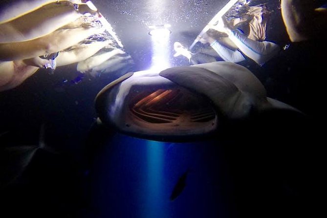 Night Manta Ray Experience - What the manta encounter is really like