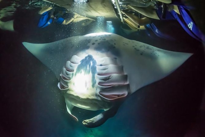 Night Manta Ray Experience - From Kaleiopapa Street to the floating board