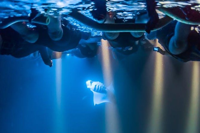 Night Manta Ray Experience - Is $146.41 a fair price?