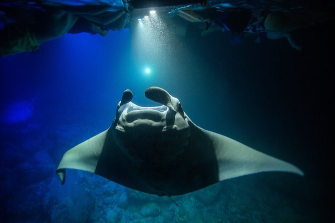 Night Manta Ray Experience - Small details that make a big difference
