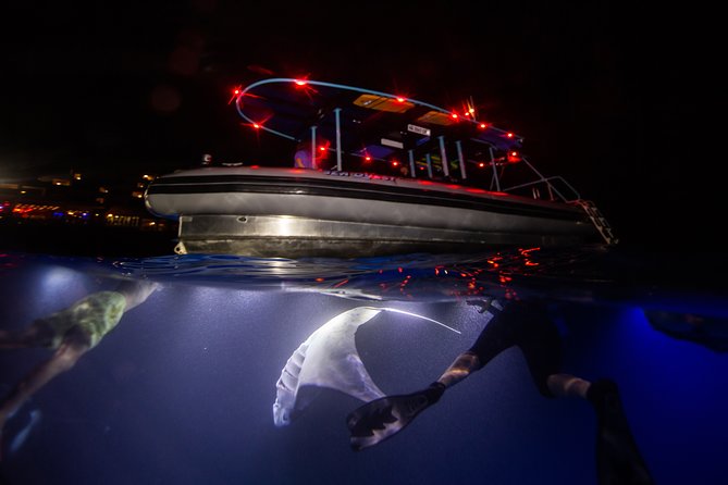 Night Manta Ray Experience - What happens once the lights come on