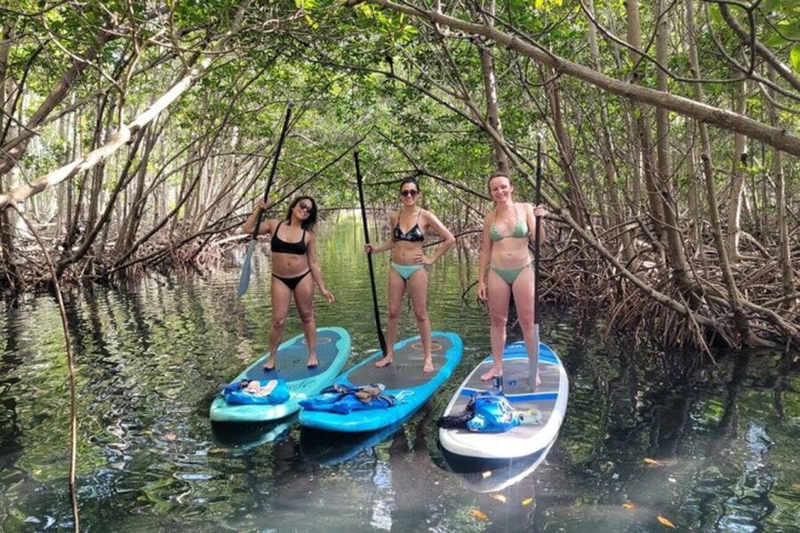 North Miami: Nature & Island Exploration on SUP/Kayak - Paddling through the mangrove channels