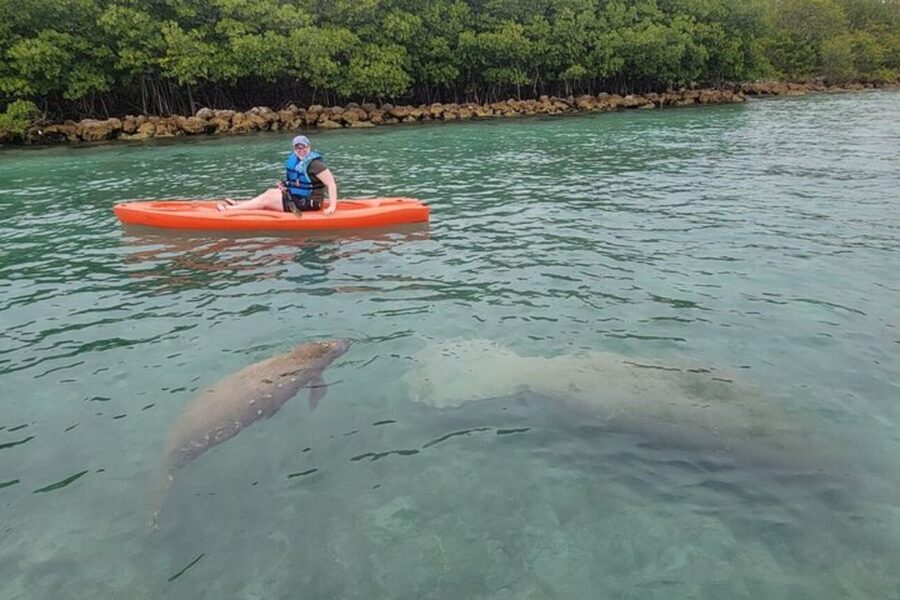 North Miami: Nature & Island Exploration on SUP/Kayak - Wildlife watching without guarantees