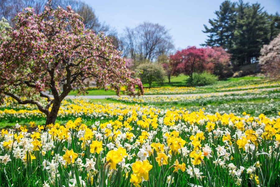 NYC: New York Botanical Garden Pass - Taking the tram without losing your patience