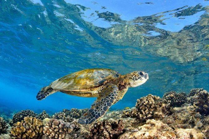 Oahu Circle Island Tour with Turtle Snorkeling— Small-Groups - Macadamia nuts and Kualoa Point