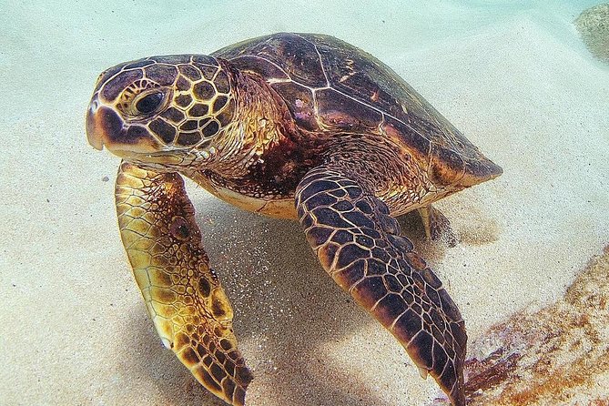 Oahu Circle Island Tour with Turtle Snorkeling— Small-Groups - The turtle beach snorkeling stop