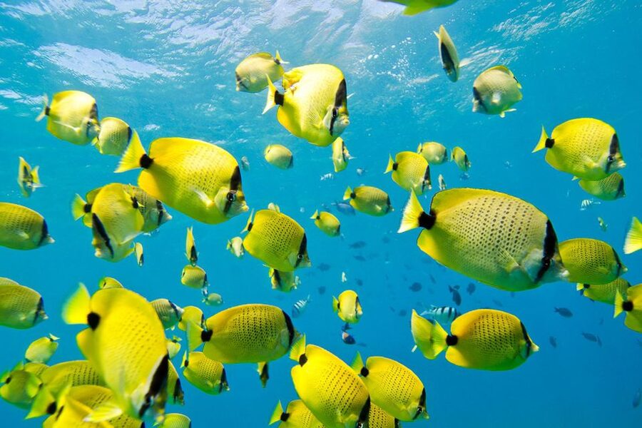 Oahu: Dolphin Swim and Turtle Snorkel Excursion in Waianae - How the value compares at $193